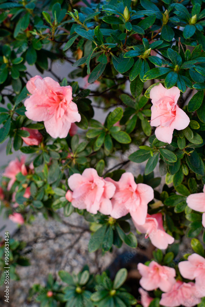 Fototapeta premium vibrant pink azalea flowers blooming on a bush with lush green leaves. The flowers are in full bloom, showcasing their delicate petals and intricate details. The background is slightly blurred, emphas