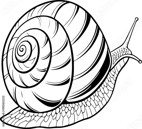 Detailed Snail Outline Vector Illustration Black and White Gastropod Drawing for Coloring Book or Logo Design