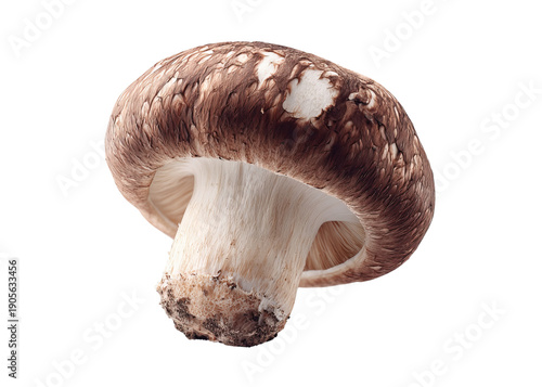 Portobello Mushroom Cap and Stem isolated on a transparent background