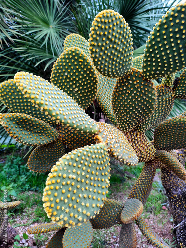 Cactus Park (Parc de Cactus) on Montjuïc hill in Barcelona, Spain. A botanical garden featuring a wide variety of cacti and succulent plants from around the world, arranged in scenic terraces with pat