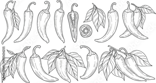 Black and white chili pepper line art illustration featuring whole peppers and sliced cross sections for spicy food menu design