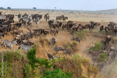 Tableau sur toile Small crossing across Mara River in Kenya