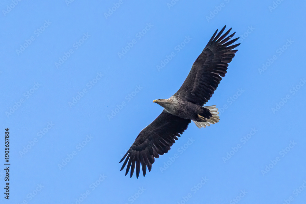 Fototapeta premium Majestic white-tailed eagle soaring high above Arkemheenpolder in the Netherlands
