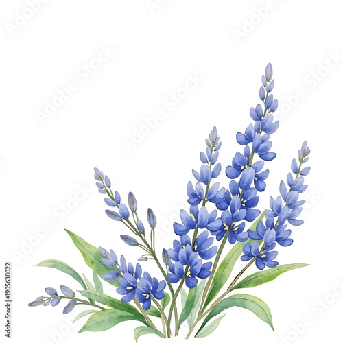 flowers on a white background