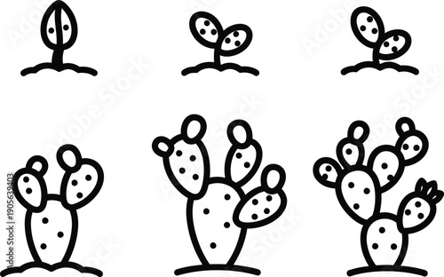 Growth cycle of prickly pear cactus set with ripening stages of opuntia plant in flower pots