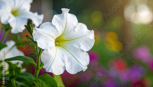 Delicate white petunia flower with ruffled petals and green leaves against a soft focus garden background