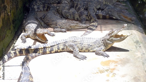 A multitude of crocodiles alligator lying in the sun near the water waiting to eat pangasius fish in Asia Vietnam Mekong river 