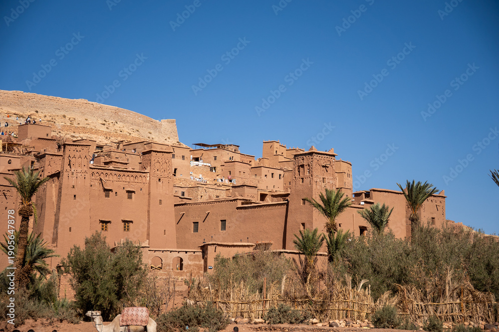 Obraz premium Dromedary camel (Camelus dromedarius) on the bank of a river outside the walls of the fortified city of Ait Benhaddou, Morocco