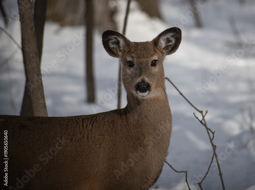 A doe white-tailed deer stands in a snowy woodland and looks directly at the camera, ears perked and expression alert. 