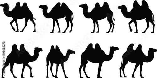 Camel silhouette collection with double hump dromedary poses isolated on white background, desert animal wildlife set for design and branding