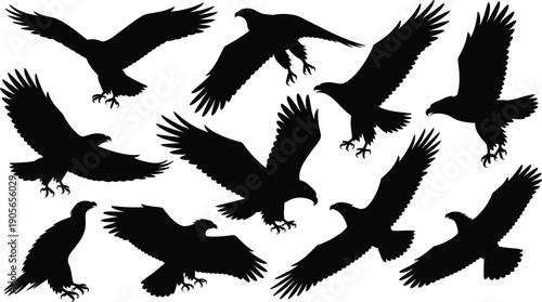 Collection of eagle silhouettes in soaring, landing and hunting poses isolated on white background for wildlife and mascot illustration
