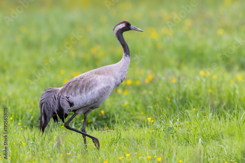 Common crane walking through a lush green meadow in Jotunheimen National Park, Norway during early summer