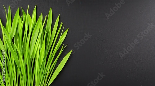 Vibrant Green Grass Shoots on Dark Gray Background