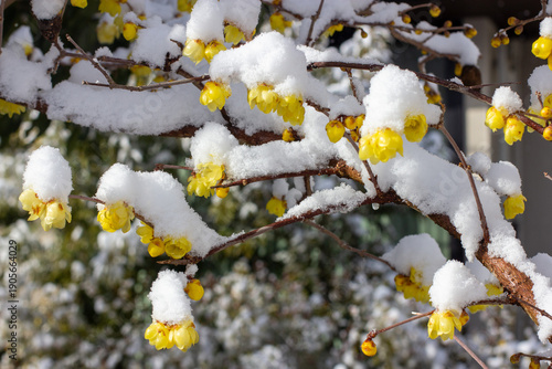 Winter sweet Robai flower blossoming under a cover of white snow