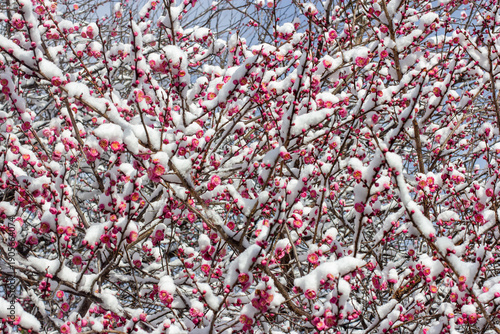 Japanese plum ume blossoming under the cover of snow, Kyoto, Japan