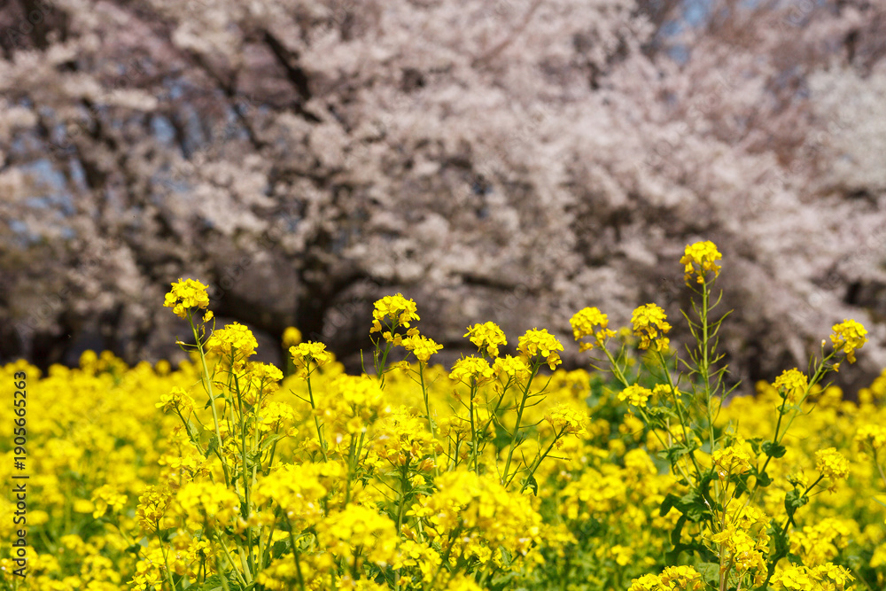 Obraz premium 菜の花と桜