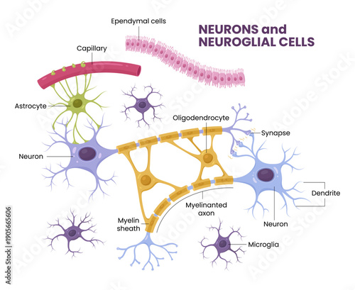 Vector infographic of Neuron and glial cells (Neuroglia). Astrocyte, microglia and oligodendrocyte, ependymal cells (ependymocytes and tanycytes)
