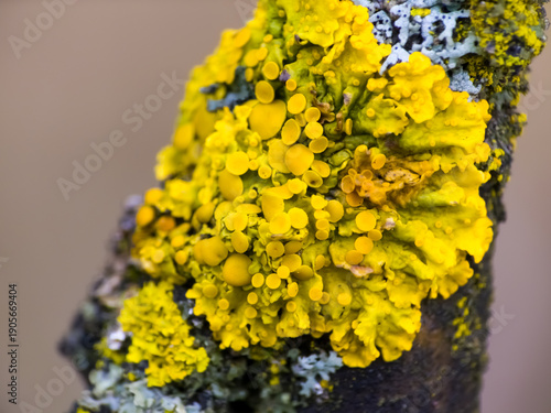 Tableau sur toile Macro shot of vibrant yellow maritime sunburst lichen (Xanthoria parietina) with cup-like apothecia growing on a tree branch