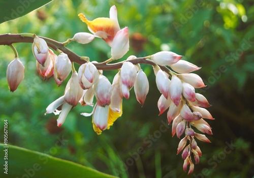 Foto Fleur d' alpinia zerumbet , à-tout-maux, larmes de la vierge , plante aromatique