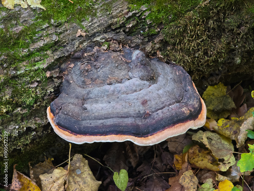 Cuadro en lienzo Large red-belted conk fungus (Fomitopsis pinicola) growing on a decaying, moss-covered tree trunk surrounded by autumn fallen leaves