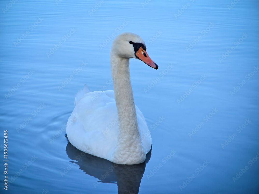 Fototapeta premium Elegant white Mute Swan floating on calm blue water. Close-up profile of the graceful bird with orange beak and black facial mask. High-quality wildlife photography for nature and animal themes.