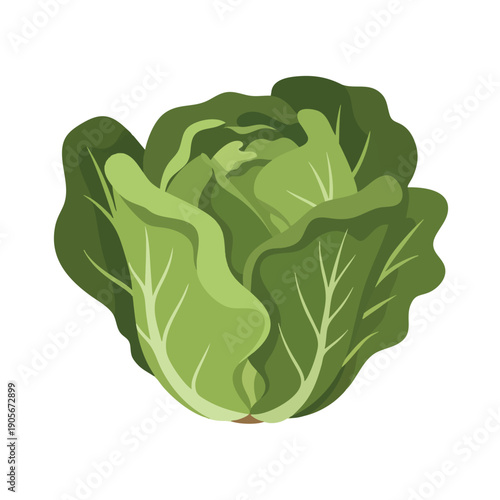 Fresh Lettuce Head for Healthy Eating and Culinary Use