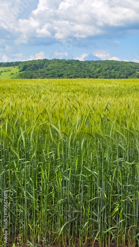 Vibrant green triticale field in Romania. Tall grain stalks under a blue sky with white clouds and forested hills in the background. Summer agricultural landscape.