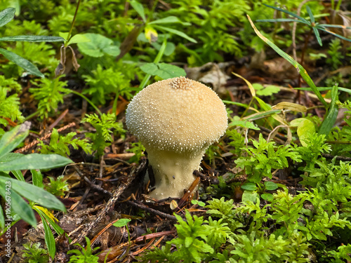 A beige, spiny pear-shaped puffball mushroom (Lycoperdon perlatum) on the forest floor, nestled among bright green moss, ferns, and dark soil in a natural woodland setting.