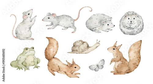 Photography Watercolor set with forest wild animals