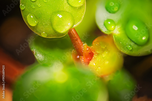 Photos Makro von Wassertropfen auf grünen Blättern, Frische, Natur