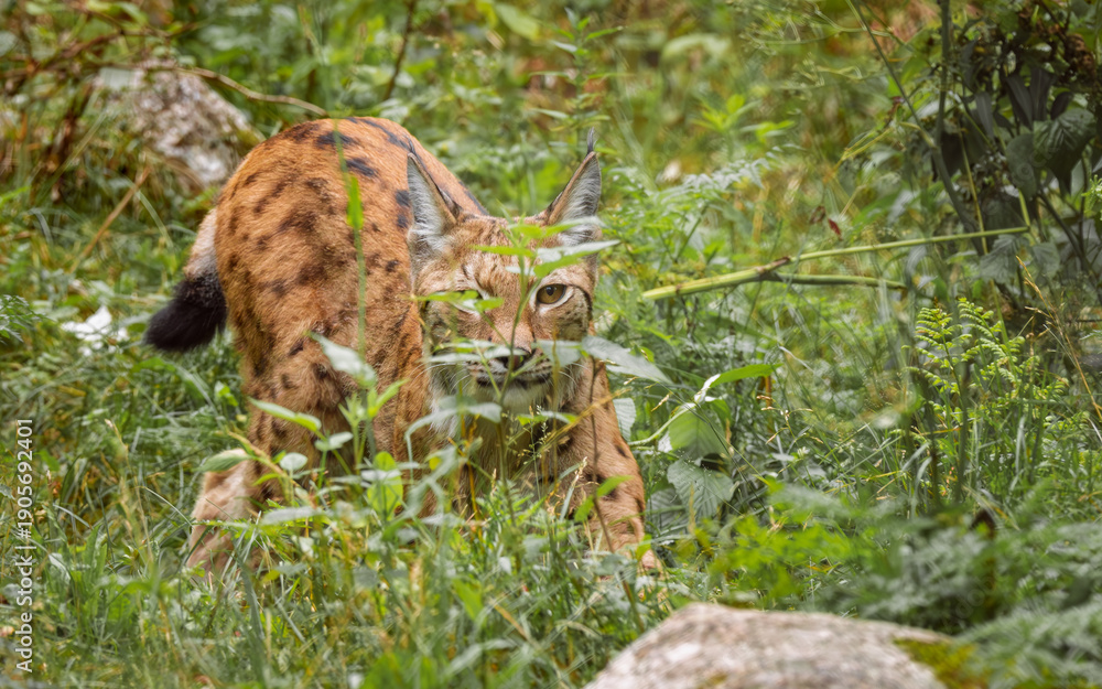 Naklejka premium The Eurasian lynx (Lynx lynx) in the forest.