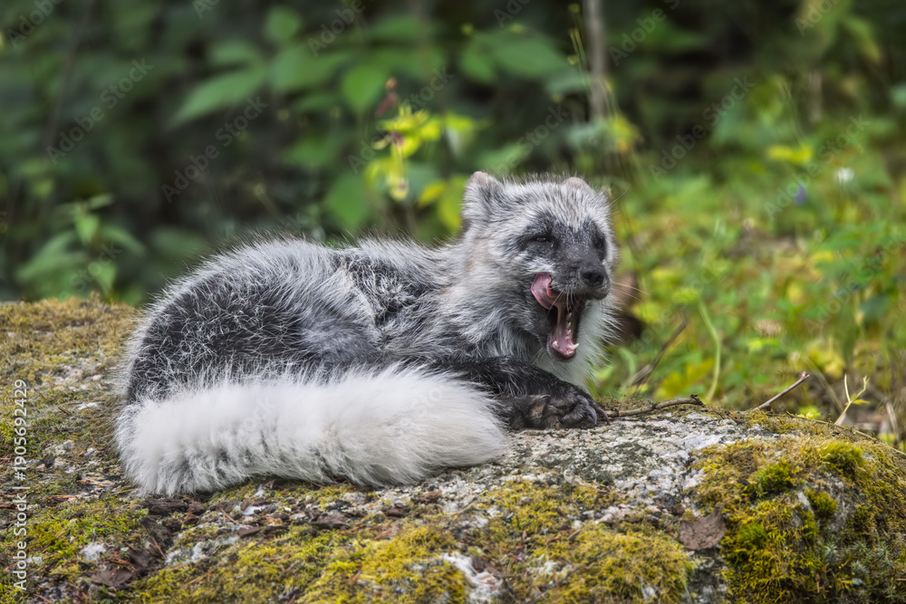Fototapeta premium Arctic fox (Vulpes lagopus) also known as the white fox, polar fox, or snow fox. Lives in to the Arctic regions of the Northern Hemisphere and common throughout the Arctic tundra.