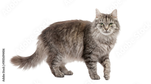 a majestic long-haired gray tabby cat stands attentively on a stark transparent background, its piercing green eyes and fluffy mane captured in high detail, showcasing its wild and elegant presence.