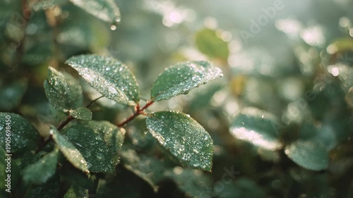 frost on leaf, green leaf, plants
