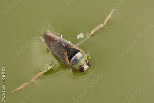 Water Boatman , Notonecta maculata Glide on Surface: Aquatic Bug in Pond, Nature Close-Up Gaze, Natural World Wonders, Harmony and Serenity