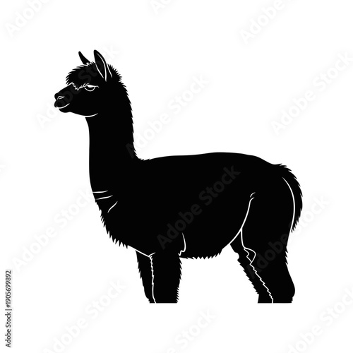 Silhouette of a Fluffy Alpaca Vector Illustration for Farm Animal Themes and Nature Design