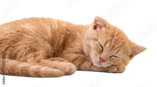 Schilderij op canvas adorable ginger kitten peacefully sleeping curled up on a transparent background