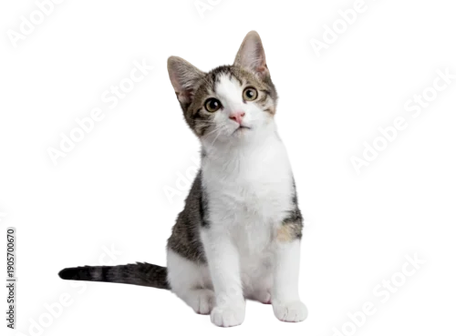 Fototapeta na wymiar adorable bicolor kitten sitting attentively, with large innocent eyes and a curious tilt to its head, isolated on a transparent background.