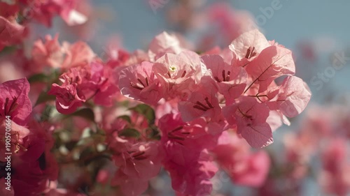 close up of pink chrysanthemum, red dahlia flower, pink tulips in the garden, pink magnolia flowers, pink cherry blossom