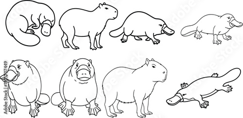 Collection of Platypus and Capybara Line Art Vector Illustrations Featuring Semi Aquatic Australian Animals and South American Rodents Ideal for Educational Coloring Books and Nature Graphics