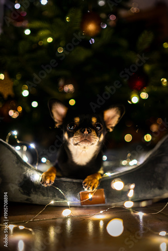 Diego the ChiHuahua ist lying under a Christmas Tree with some fairy lights 2025