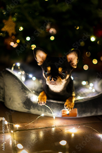 Diego the ChiHuahua ist lying under a Christmas Tree with some fairy lights 2025