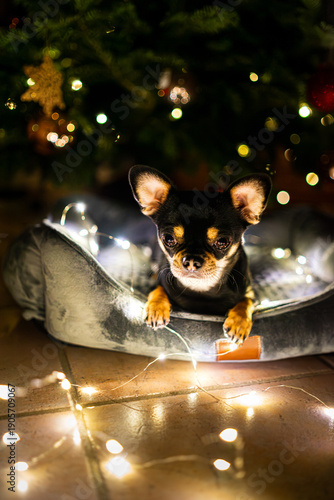 Diego the ChiHuahua ist lying under a Christmas Tree with some fairy lights 2025
