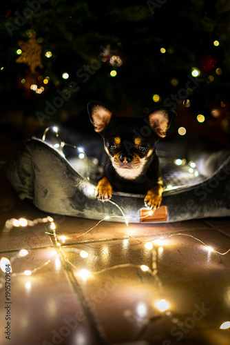 Diego the ChiHuahua ist lying under a Christmas Tree with some fairy lights 2025