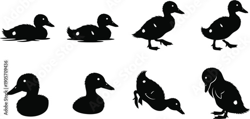 Black duck icon set various silhouette postures and angles