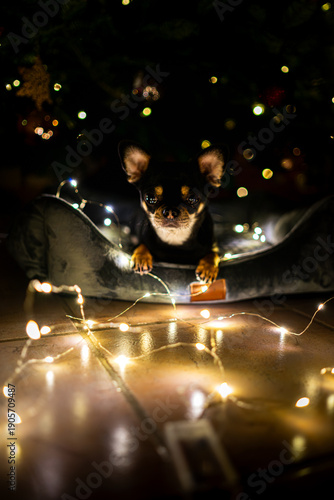 Diego the ChiHuahua ist lying under a Christmas Tree with some fairy lights 2025