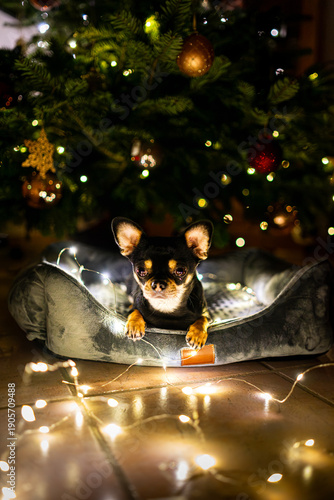 Diego the ChiHuahua ist lying under a Christmas Tree with some fairy lights 2025
