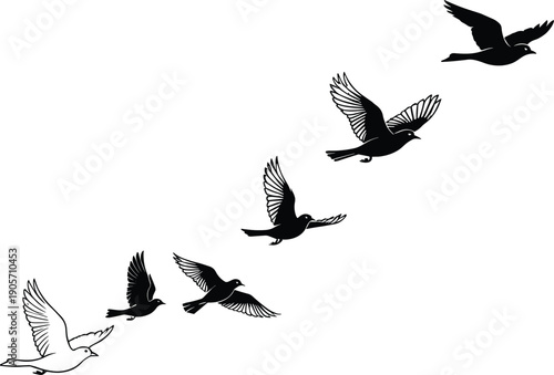 Flock of birds flying in formation silhouette with one unique white bird representing leadership individuality and freedom concept