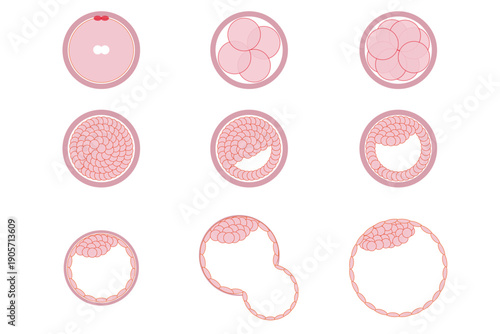人の胚の発育過程