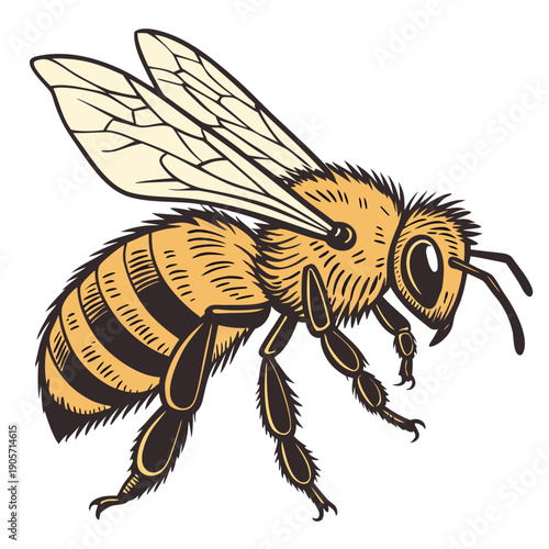 Yellow and black honey bee with white wings insect 1